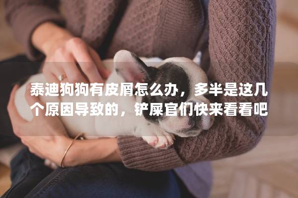 泰迪狗狗有皮屑怎么辦，多半是這幾個(gè)原因?qū)е碌模P屎官們快來(lái)看看吧