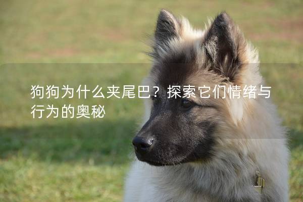 狗狗為什么夾尾巴？探索它們情緒與行為的奧秘