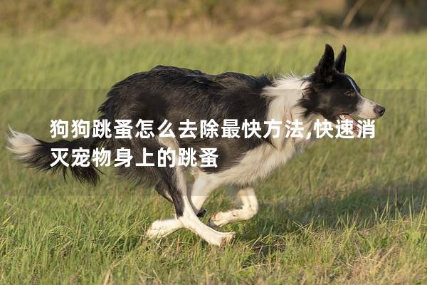 狗狗跳蚤怎么去除最快方法,快速消滅寵物身上的跳蚤 狗狗跳蚤怎么去除最快方法,快速消滅寵物身上的跳蚤