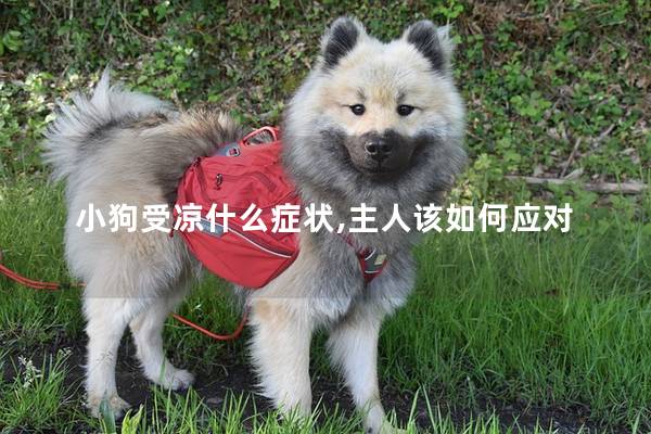 小狗受涼什么癥狀,主人該如何應(yīng)對(duì)