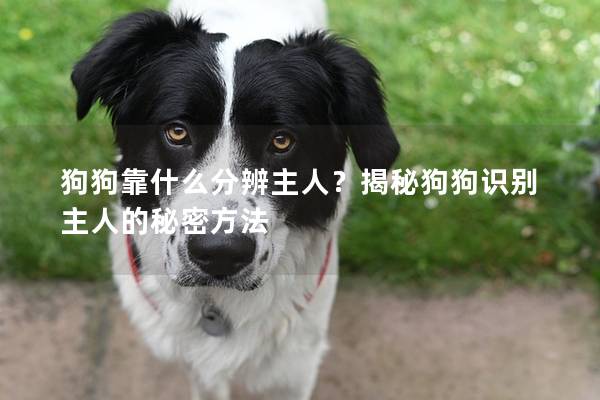 狗狗靠什么分辨主人？揭秘狗狗識別主人的秘密方法