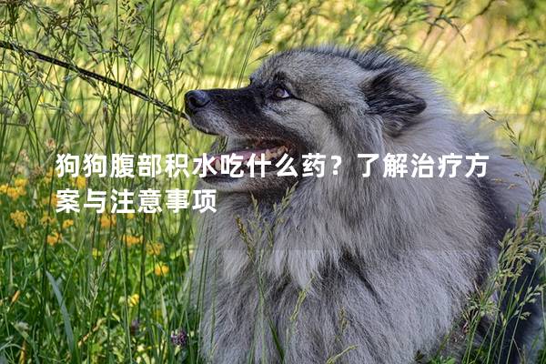 狗狗腹部積水吃什么藥？了解治療方案與注意事項