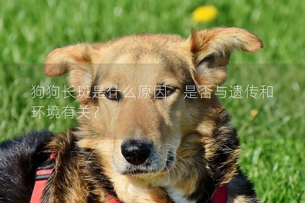 狗狗長斑是什么原因,是否與遺傳和環境有關? 狗狗長斑是什么原因,是否與遺傳和環境有關?