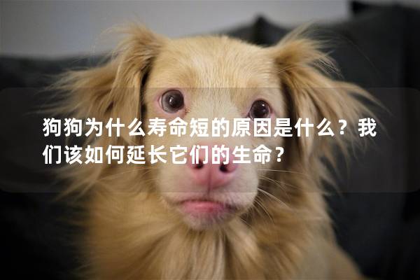 狗狗為什么壽命短的原因是什么？我們?cè)撊绾窝娱L(zhǎng)它們的生命？