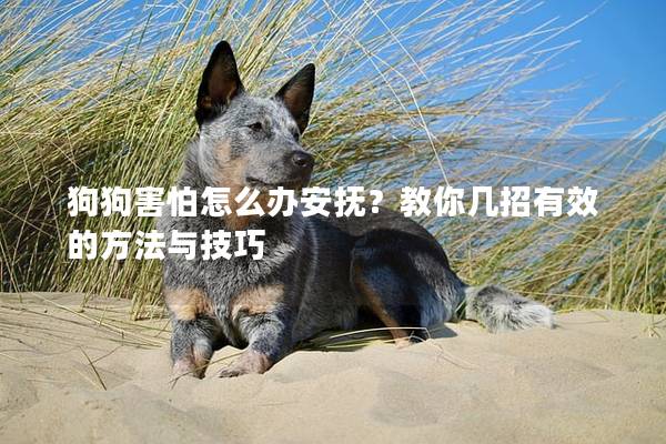 狗狗害怕怎么辦安撫？教你幾招有效的方法與技巧