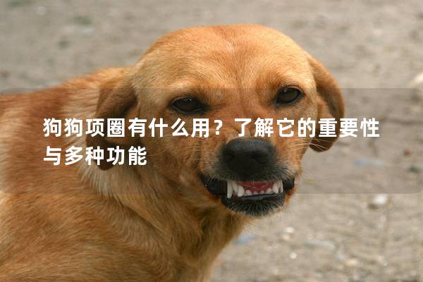 狗狗項圈有什么用？了解它的重要性與多種功能