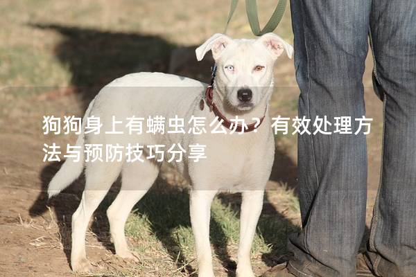 狗狗身上有螨蟲怎么辦？有效處理方法與預(yù)防技巧分享