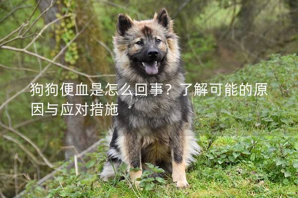 狗狗便血是怎么回事？了解可能的原因與應(yīng)對措施