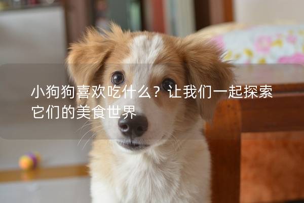 小狗狗喜歡吃什么？讓我們一起探索它們的美食世界