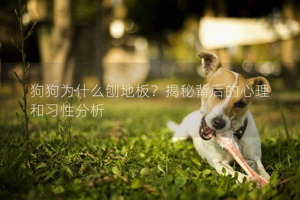 狗狗為什么刨地板？揭秘背后的心理和習性分析