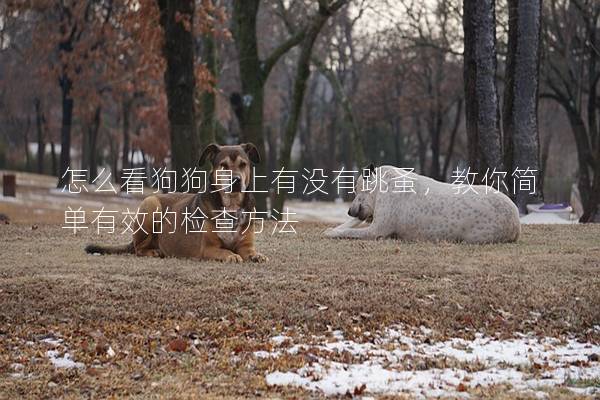 怎么看狗狗身上有沒有跳蚤,教你簡單有效的檢查方法