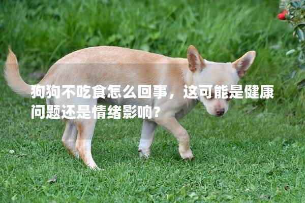 狗狗不吃食怎么回事，這可能是健康問題還是情緒影響？