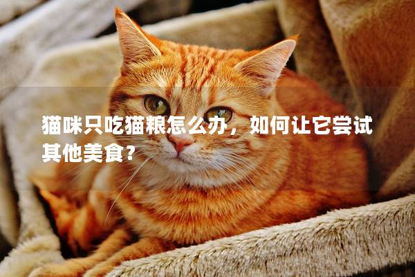 貓咪只吃貓糧怎么辦,如何讓它嘗試其他美食? 貓咪只吃貓糧怎么辦,如何讓它嘗試其他美食?