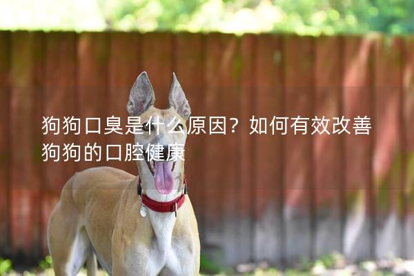 狗狗口臭是什么原因？如何有效改善狗狗的口腔健康