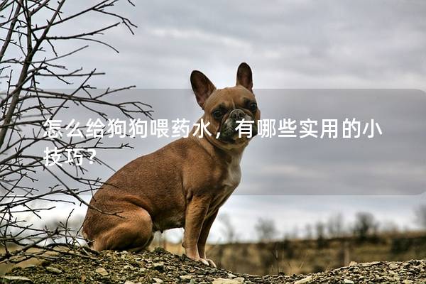 怎么給狗狗喂藥水，有哪些實用的小技巧？
