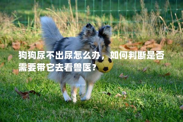 狗狗尿不出尿怎么辦，如何判斷是否需要帶它去看獸醫(yī)？
