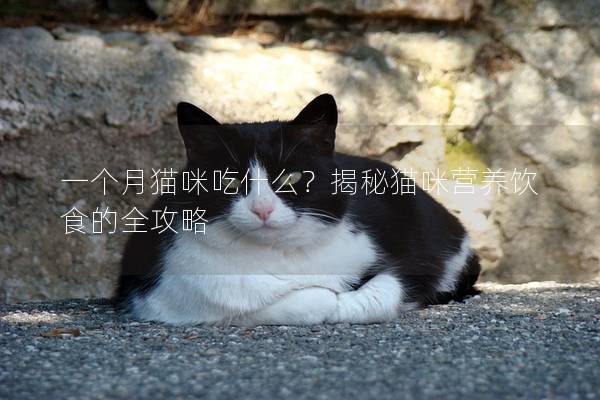 一個月貓咪吃什么？揭秘貓咪營養飲食的全攻略