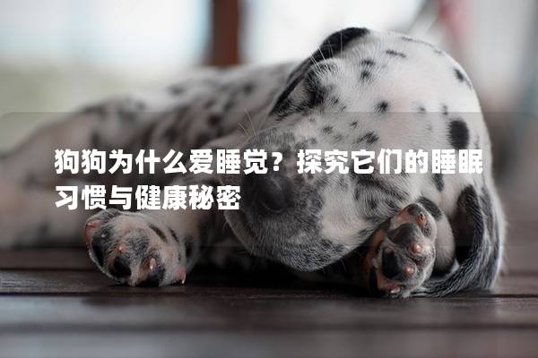 狗狗為什么愛睡覺？探究它們的睡眠習慣與健康秘密