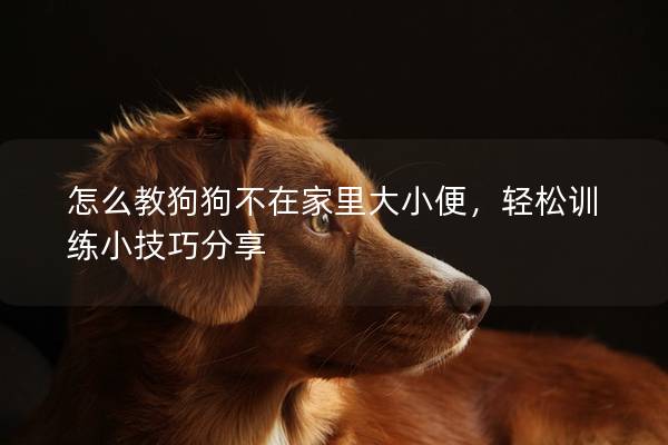 怎么教狗狗不在家里大小便，輕松訓(xùn)練小技巧分享