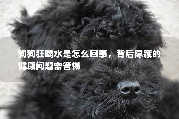 狗狗狂喝水是怎么回事，背后隱藏的健康問題需警惕