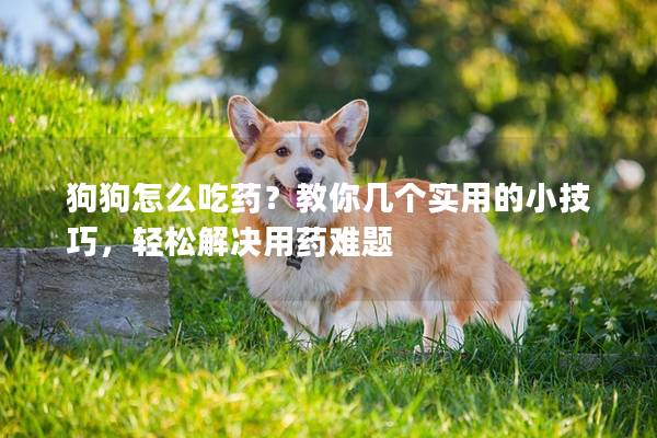 狗狗怎么吃藥？教你幾個實用的小技巧，輕松解決用藥難題