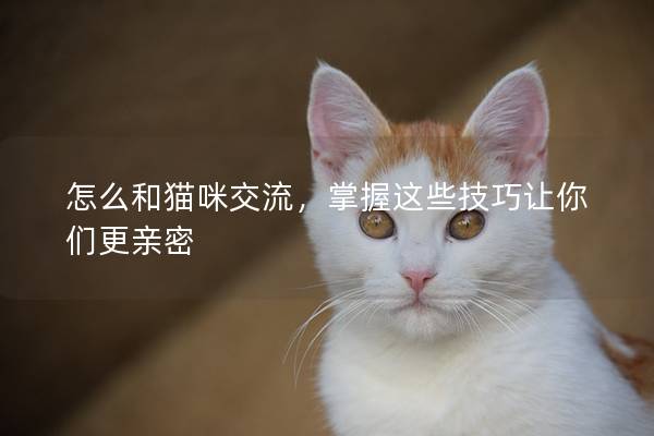 怎么和貓咪交流,掌握這些技巧讓你們更親密 怎么和貓咪交流,掌握這些技巧讓你們更親密