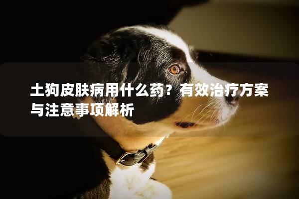 土狗皮膚病用什么藥？有效治療方案與注意事項解析