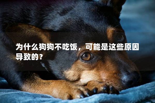 為什么狗狗不吃飯，可能是這些原因導致的？