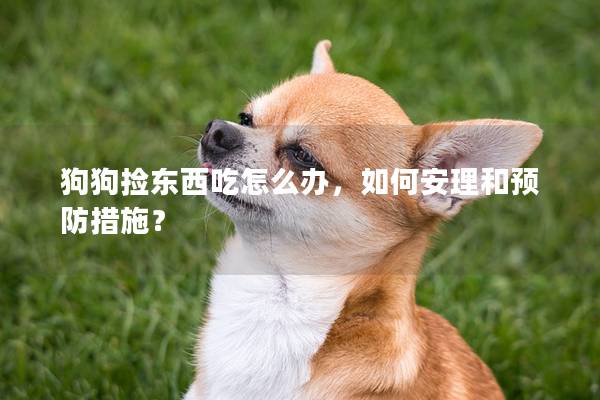 狗狗撿東西吃怎么辦，如何安理和預防措施？