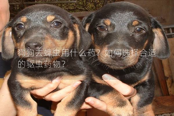 狗狗去蜱蟲用什么藥？如何選擇合適的驅(qū)蟲藥物？