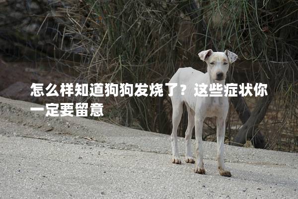 怎么樣知道狗狗發(fā)燒了？這些癥狀你一定要留意