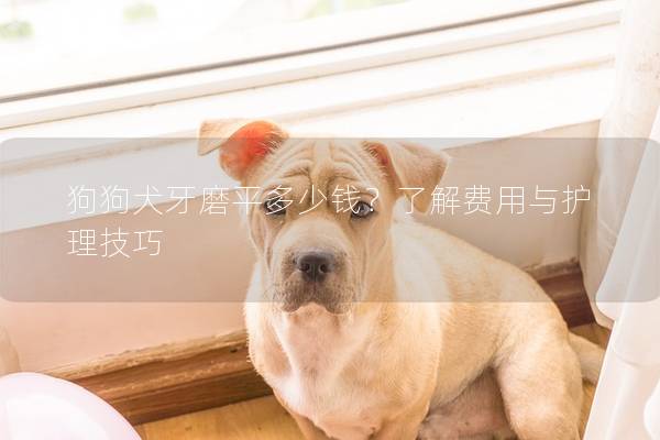 狗狗犬牙磨平多少錢？了解費用與護理技巧
