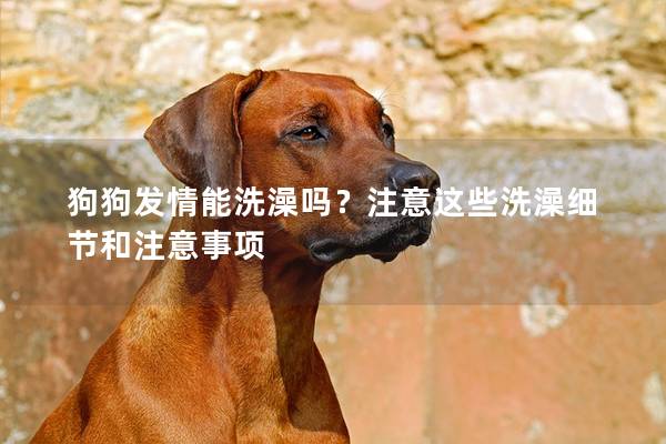 狗狗發情能洗澡嗎？注意這些洗澡細節和注意事項