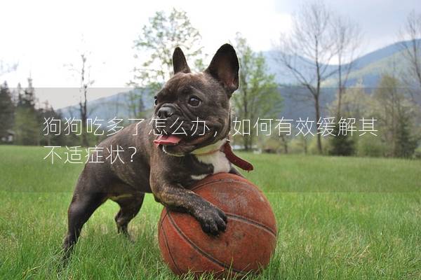 狗狗吃多了怎么辦，如何有效緩解其不適癥狀？