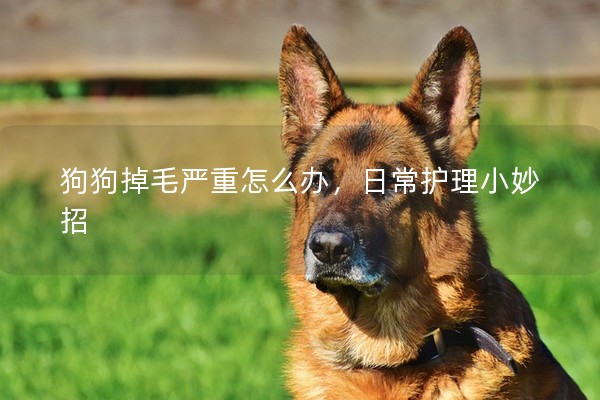 狗狗掉毛嚴重怎么辦,日常護理小妙招 狗狗掉毛嚴重怎么辦,日常護理小妙招