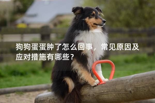 狗狗蛋蛋腫了怎么回事，常見原因及應對措施有哪些？