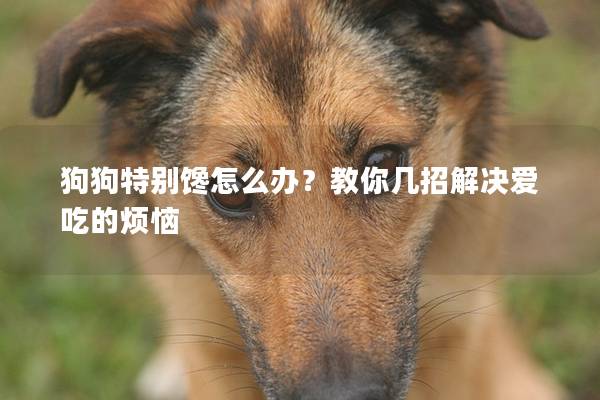 狗狗特別饞怎么辦?教你幾招解決愛吃的煩惱 狗狗特別饞怎么辦?教你幾招解決愛吃的煩惱