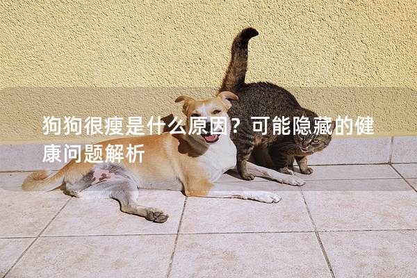 狗狗很瘦是什么原因？可能隱藏的健康問題解析