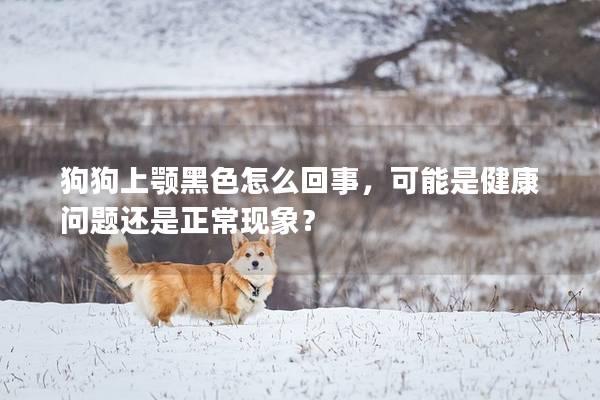狗狗上顎黑色怎么回事，可能是健康問題還是正常現象？