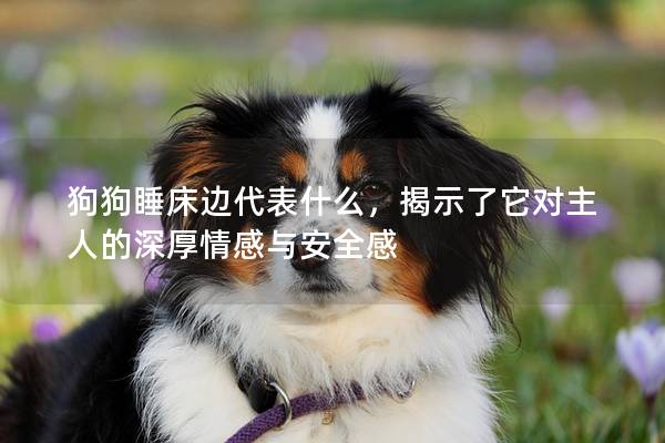 狗狗睡床邊代表什么，揭示了它對主人的深厚情感與安全感