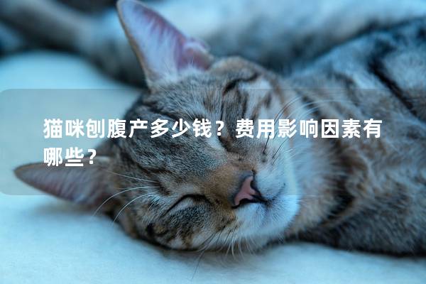 貓咪刨腹產(chǎn)多少錢？費用影響因素有哪些？