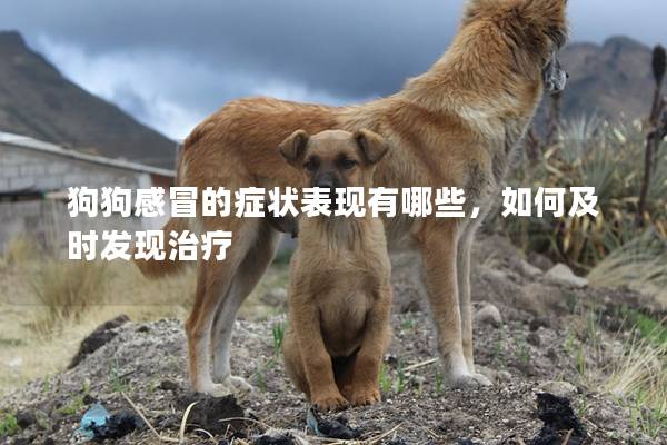 狗狗感冒的癥狀表現有哪些，如何及時發現治療