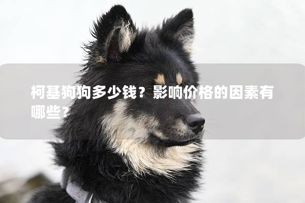 柯基狗狗多少錢(qián)?影響價(jià)格的因素有哪些? 柯基狗狗多少錢(qián)?影響價(jià)格的因素有哪些?