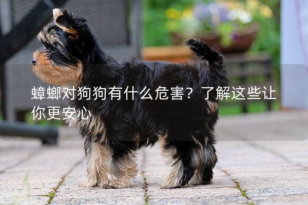 蟑螂對狗狗有什么危害?了解這些讓你更安心 蟑螂對狗狗有什么危害?了解這些讓你更安心