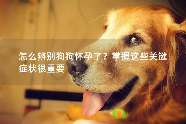 怎么辨別狗狗懷孕了？掌握這些關鍵癥狀很重要
