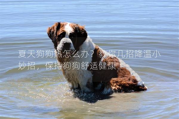 夏天狗狗熱怎么辦？教你幾招降溫小妙招，保持狗狗舒適健康