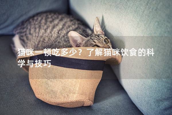 貓咪一頓吃多少?了解貓咪飲食的科學(xué)與技巧 貓咪一頓吃多少?了解貓咪飲食的科學(xué)與技巧