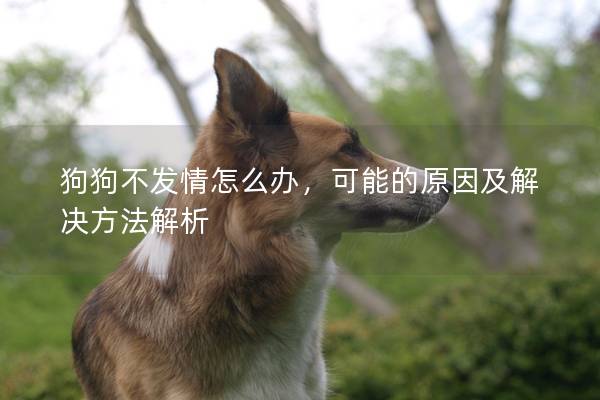 狗狗不發(fā)情怎么辦，可能的原因及解決方法解析