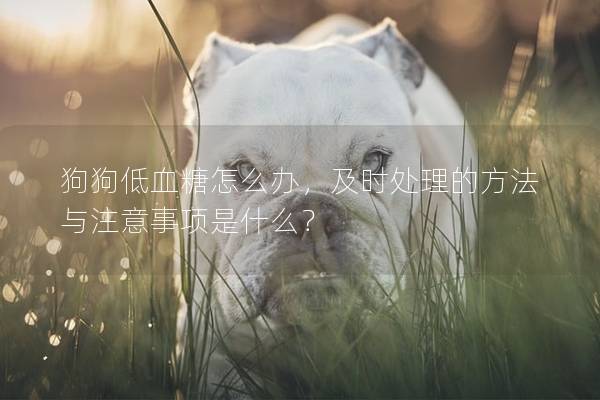 狗狗低血糖怎么辦，及時處理的方法與注意事項是什么？