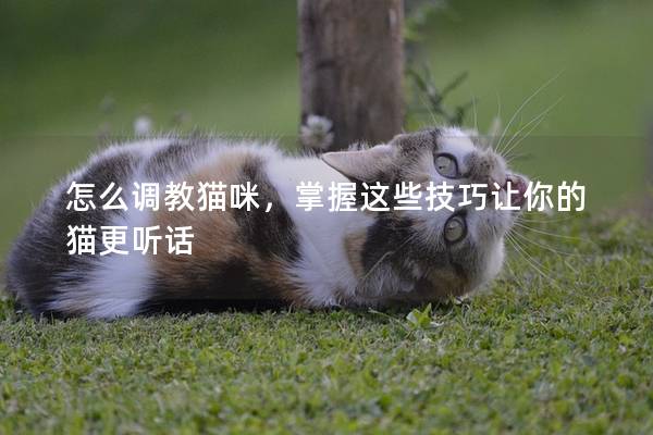 怎么調教貓咪，掌握這些技巧讓你的貓更聽話